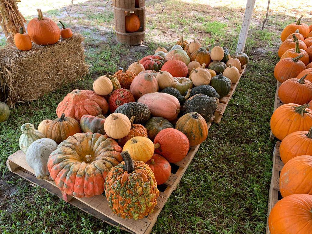 Pumpkin Towne Stuart Jensen Beach